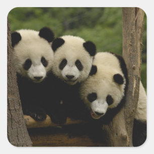 Riesenpanda-Babys Ailuropoda melanoleuca) Quadratischer Aufkleber