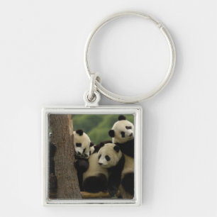 Riesenpanda-Babys Ailuropoda melanoleuca) Schlüsselanhänger