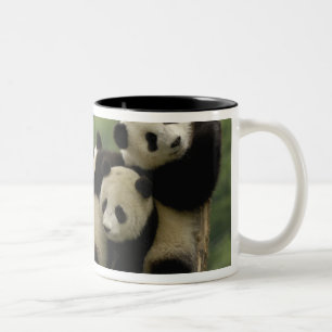 Riesenpanda-Babys Ailuropoda melanoleuca) Zweifarbige Tasse