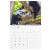 Riesenpanda-Babys Kalender (Mär 2026)