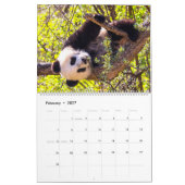 Riesenpanda-Babys Kalender (Feb 2027)