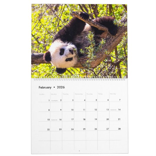 Riesenpanda-Babys Kalender (Feb 2026)