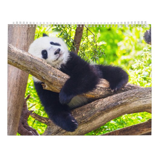Riesenpanda-Babys Kalender (Rückseite)