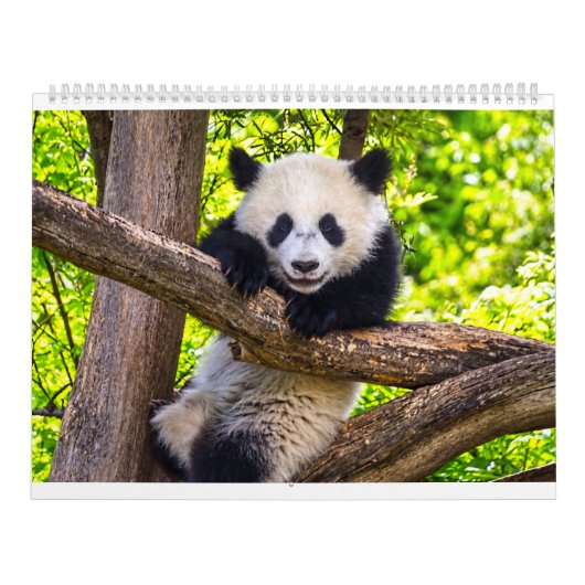Riesenpanda-Babys Kalender (Titelbild)