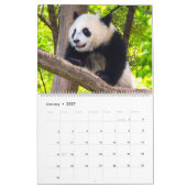 Riesenpanda-Babys Kalender (Jan 2027)