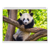 Riesenpanda-Babys Kalender (Titelbild)