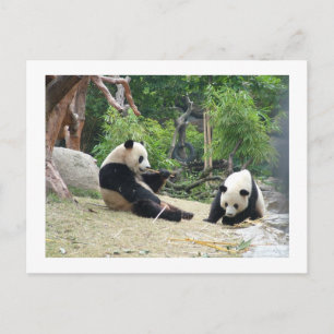 Riesenpanda, Bambus Postkarte