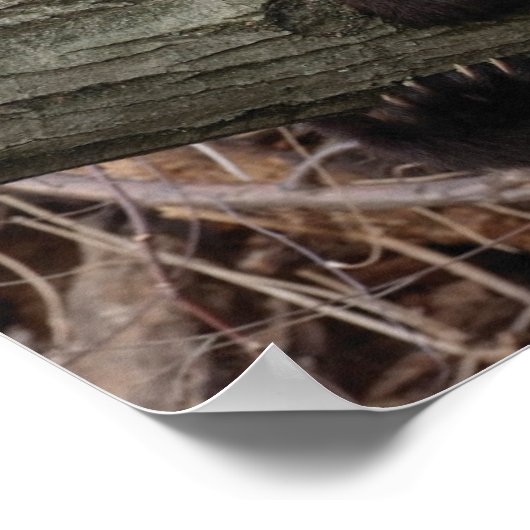 Riesenpanda, der sich entspannt und umarmt, Baumzw Poster (Ecke)