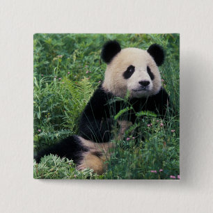 Riesenpanda im Gras, Wolong-Tal, Sichuan Button