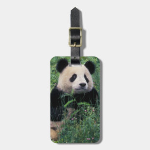 Riesenpanda im Gras, Wolong-Tal, Sichuan Gepäckanhänger