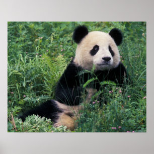 Riesenpanda im Gras, Wolong-Tal, Sichuan Poster