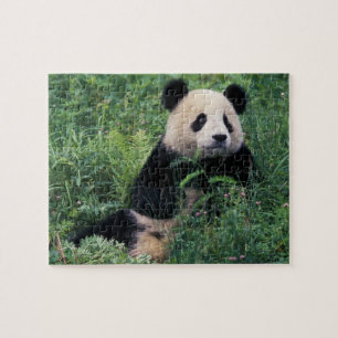 Riesenpanda im Gras, Wolong-Tal, Sichuan Puzzle