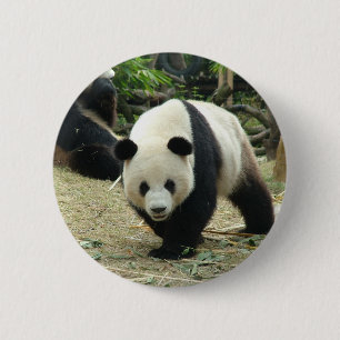 Riesenpanda in einem wilden Tierzoo Fotografie. Button