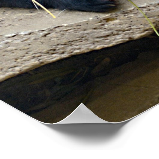 Riesenpanda isst Bambus Poster (Ecke)