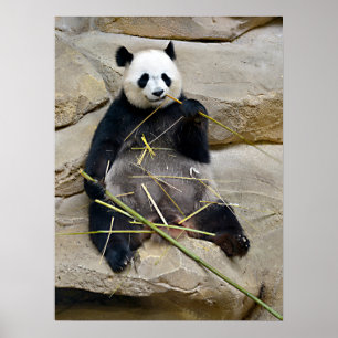 Riesenpanda isst Bambus Poster