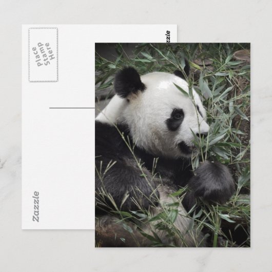 Riesenpanda isst Bambus Postkarte (Vorne/Hinten)