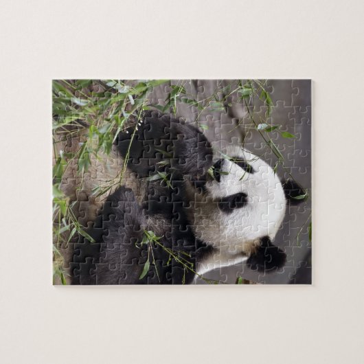 Riesenpanda isst Bambus Puzzle (Horizontal)