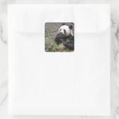 Riesenpanda isst Bambus Quadratischer Aufkleber (Tasche)