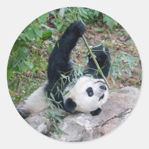Riesenpanda isst Mittagskleber Runder Aufkleber