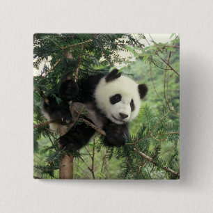Riesenpanda-Jungtier klettert auf einen Baum, Wolo Button