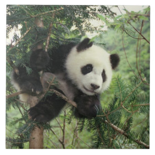 Riesenpanda-Jungtier klettert auf einen Baum, Wolo Fliese