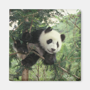 Riesenpanda-Jungtier klettert auf einen Baum, Wolo Magnet