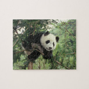 Riesenpanda-Jungtier klettert auf einen Baum, Wolo Puzzle