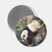 Riesenpanda Klettersteig Magnet (Vorderseite/Rückseite)