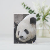 Riesenpanda Postkarte (Stehend Vorderseite)