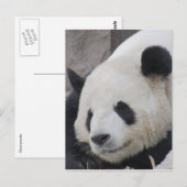 Riesenpanda Postkarte (Vorne/Hinten)