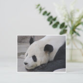Riesenpanda Postkarte (Stehend Vorderseite)