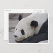 Riesenpanda Postkarte (Vorne/Hinten)