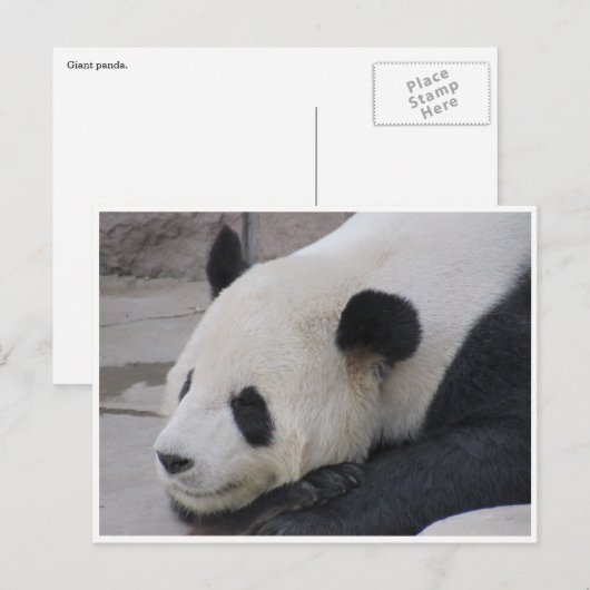 Riesenpanda Postkarte (Vorne/Hinten)