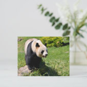 Riesenpanda stehend auf Stein Postkarte (Stehend Vorderseite)