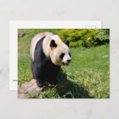 Riesenpanda stehend auf Stein Postkarte (Vorne/Hinten)