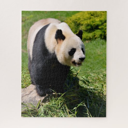 Riesenpanda stehend auf Stein Puzzle (Vertikal)