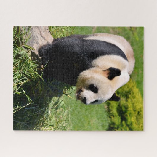 Riesenpanda stehend auf Stein Puzzle (Horizontal)