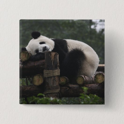 Riesenpandas beim Schutz des Riesenpanda Button (Vorderseite)