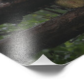 Riesenpandas beim Schutz des Riesenpanda Fotodruck (Ecke)