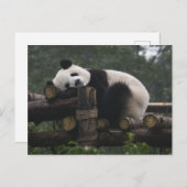 Riesenpandas beim Schutz des Riesenpanda Postkarte (Vorne/Hinten)