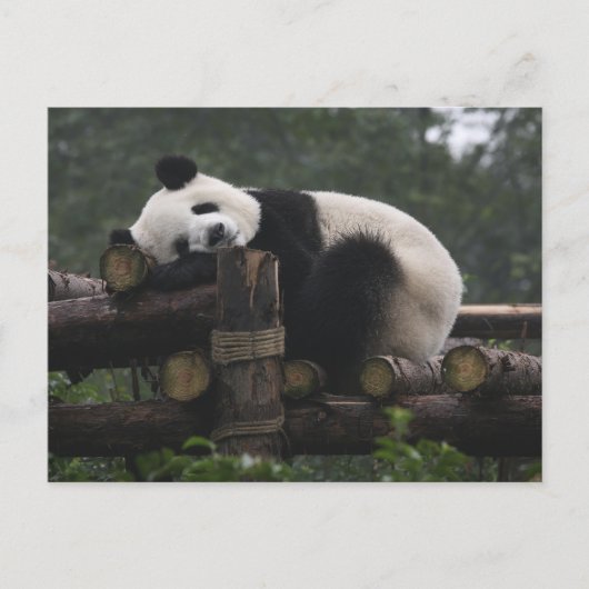 Riesenpandas beim Schutz des Riesenpanda Postkarte (Vorderseite)