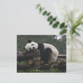 Riesenpandas beim Schutz des Riesenpanda Postkarte (Stehend Vorderseite)