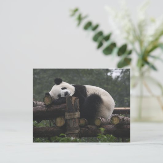 Riesenpandas beim Schutz des Riesenpanda Postkarte (Stehend Vorderseite)