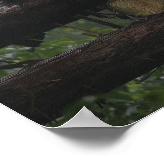 Riesenpandas beim Schutz von Riesenpanda & 3 Poster (Ecke)