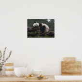 Riesenpandas beim Schutz von Riesenpanda & 3 Poster (Küche)