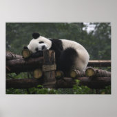 Riesenpandas beim Schutz von Riesenpanda & 3 Poster (Vorne)