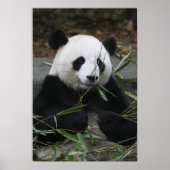 Riesenpandas im Riesenpanda-Schutz & Poster (Vorne)