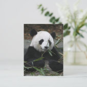 Riesenpandas im Riesenpanda-Schutz & Postkarte (Stehend Vorderseite)