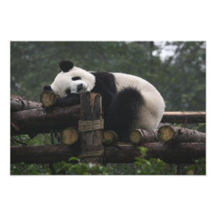 Riesenpandas im Riesenpanda-Schutzgebiet Fotodruck