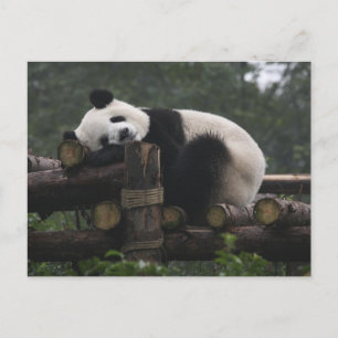Riesenpandas im Riesenpanda-Schutzgebiet Postkarte